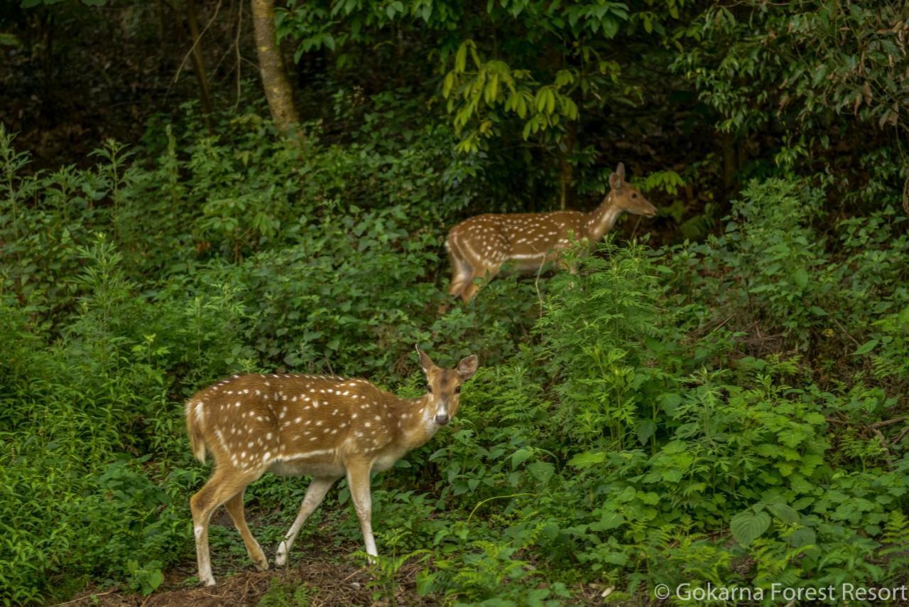 Gokarna Forest Resort Kathmandu Exterior photo